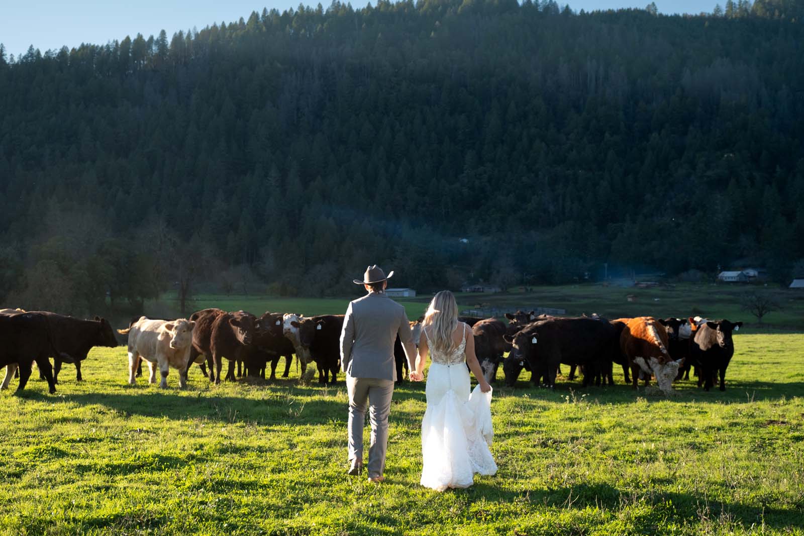 Couple walking onto field with cattle